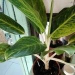 Aglaonema commutatum Ліст