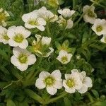 Saxifraga muscoides Fula