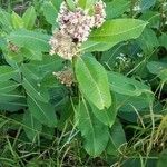 Asclepias variegata Лист