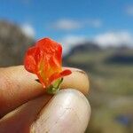 Calandrinia acaulis Blomst