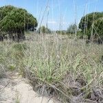 Tripidium ravennae Habit