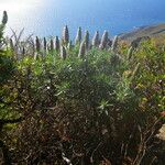Echium hierrense Habit