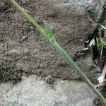 Poa bulbosa Likasa