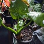 Alocasia odora Liść