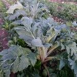 Cynara cardunculus Folla