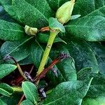 Rhododendron aureum Leaf