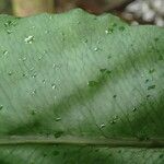 Bolbitis fluviatilis Leaf