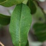 Agarista salicifolia Leaf