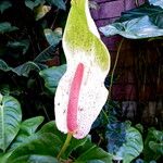 Anthurium andraeanum 花