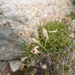 Silene ciliata Hábito