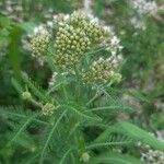 Achillea millefoliumFlower