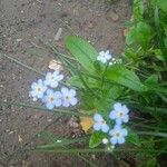 Myosotis scorpioidesFlor