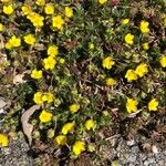 Potentilla brauneana Blomst