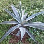 Agave tequilana Habitatea