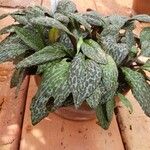 Drimiopsis burkei Хабит