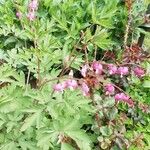 Dicentra formosa 葉