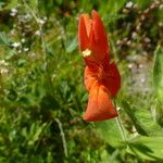 Mimulus cardinalis Flor