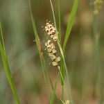 Carex panicea Frukt