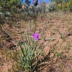 Tradescantia occidentalis ফুল