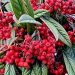 Cotoneaster salicifolius Fruit