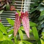 Bulbophyllum longiflorum Λουλούδι