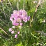 Allium roseumBlomma