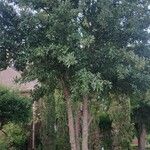 Quercus fusiformis Hoja