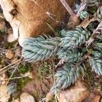 Sedum sediforme Habit