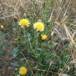 Centaurea collina Habitat