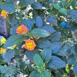 Lantana camaraFrunză