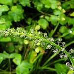 Linaria purpurea Blomst