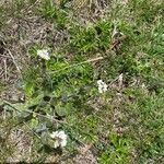 Arabis ciliata Flower