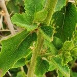 Hibiscus aponeurus Hoja