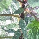Eutrochium purpureum Bark