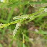 Neotorularia torulosa Φρούτο