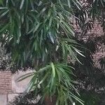 Podocarpus neriifolius Листок