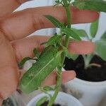 Mentha longifolia 叶