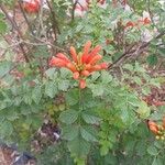 Tecomaria capensis Blomst