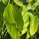 Sagittaria latifoliaBlad