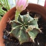 Gymnocalycium anisitsii Ліст