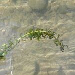 Elodea nuttallii Hoja