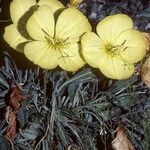 Oenothera howardii ᱛᱟᱦᱮᱸ