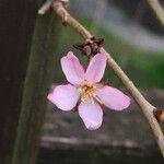 Prunus pedunculata ফুল