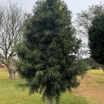 Podocarpus salignus Blad