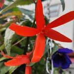 Begonia boliviensis Λουλούδι
