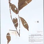 Lithocarpus pseudokunstleri ᱮᱴᱟᱜ