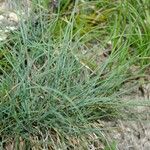 Festuca marginata अन्य