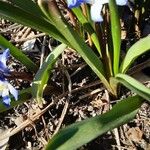 Scilla forbesii পাতা