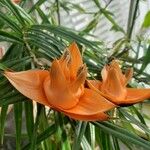 Freycinetia multiflora Floare