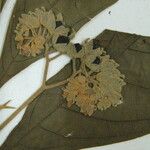 Solanum semotum Other